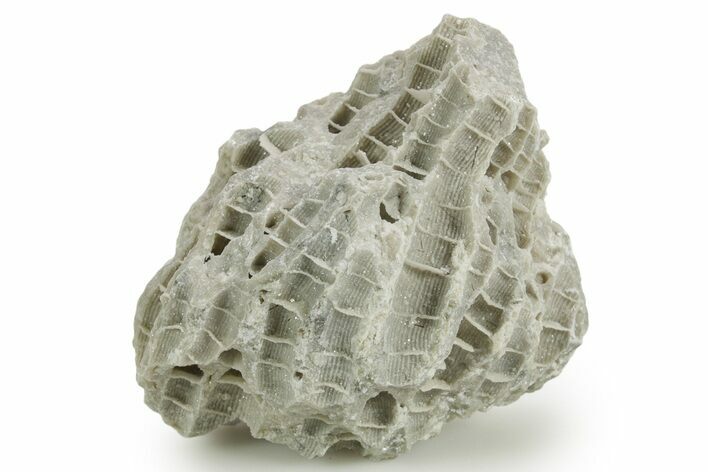 Silurian Dolostone w/ Sparkling Fossil Coral (Fletcheria) - Ohio #362658